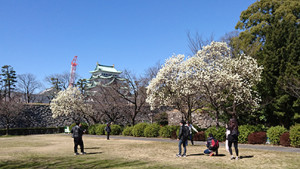 まずは挨拶代わりに観光名所の名古屋城へ。復元された本丸御殿も見学し、日本の伝統的建築物にふれ、その技法を勉強しました。